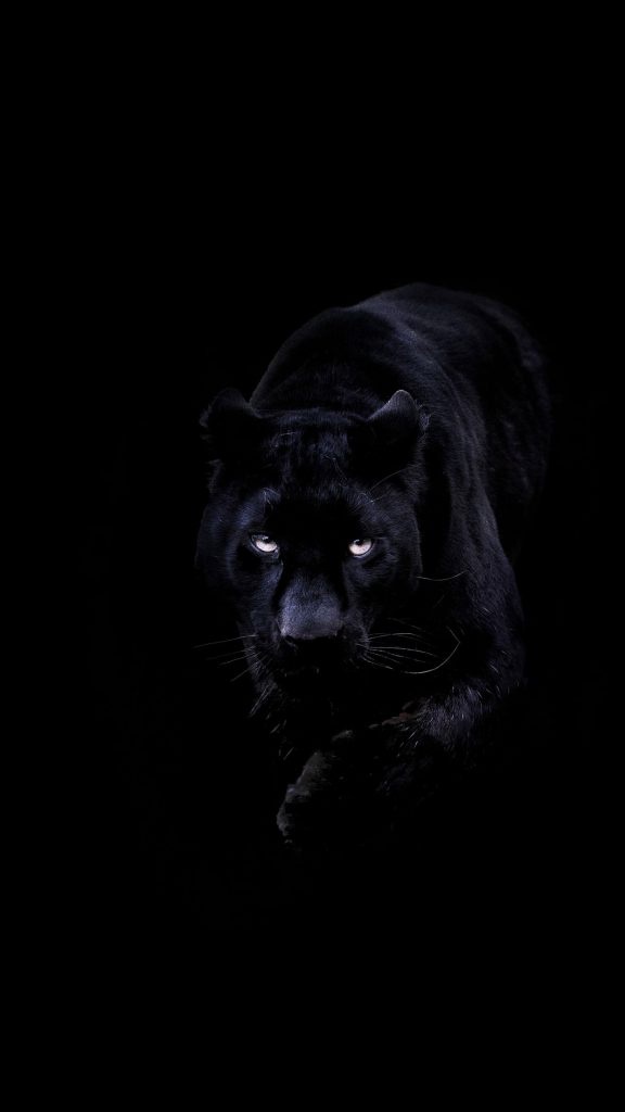 Black leopard image