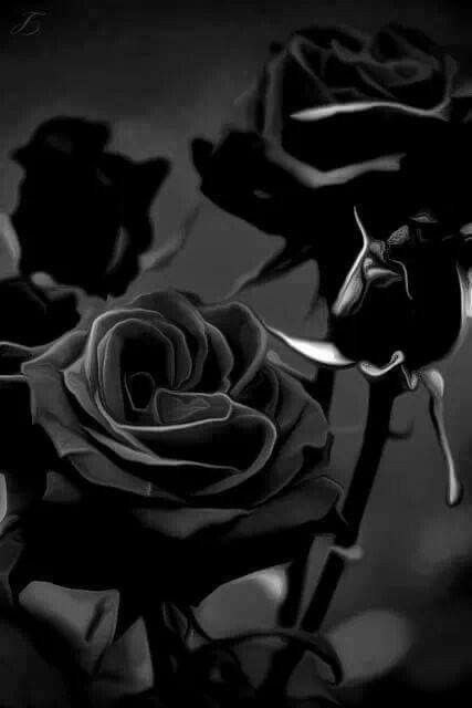 Mysterious black rose image